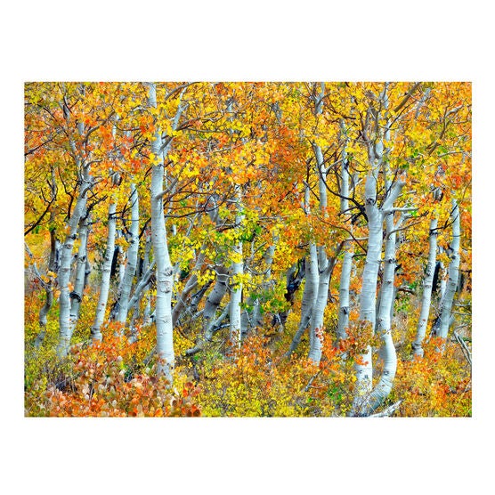 All Weather All Season Outdoor Canvas Art, MULTI, hi-res image number null