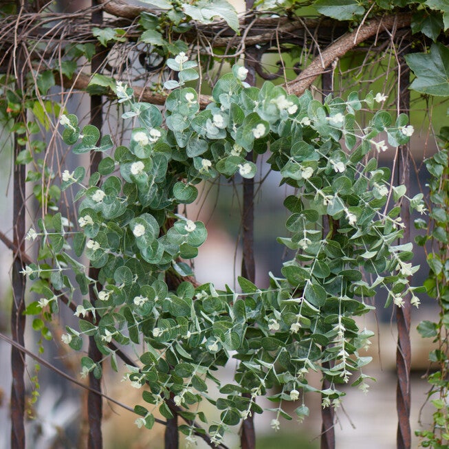 Seeded Eucalyptus Grapevine Wreath 28 inchesD, , on-hover image number null