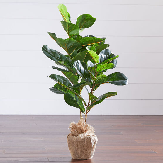 3&apos; Fiddle leaf Fig Tree with Burlap, GREEN