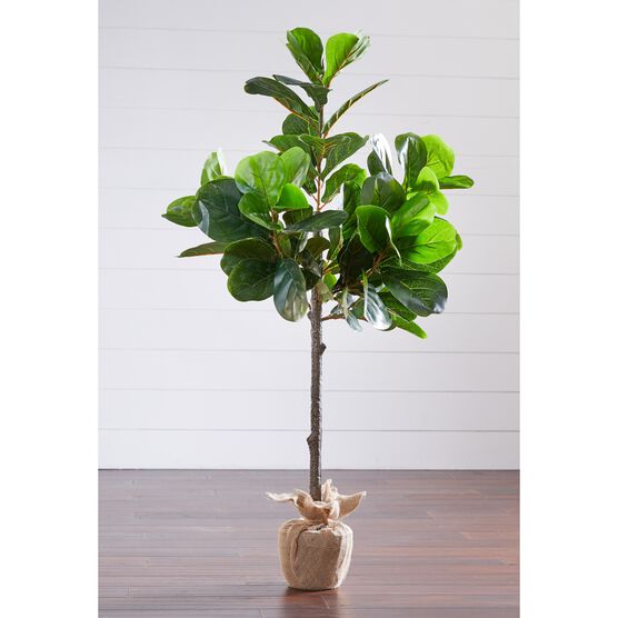 4¼&apos; Fiddle Leaf Fig Tree with Burlap Wrap, GREEN