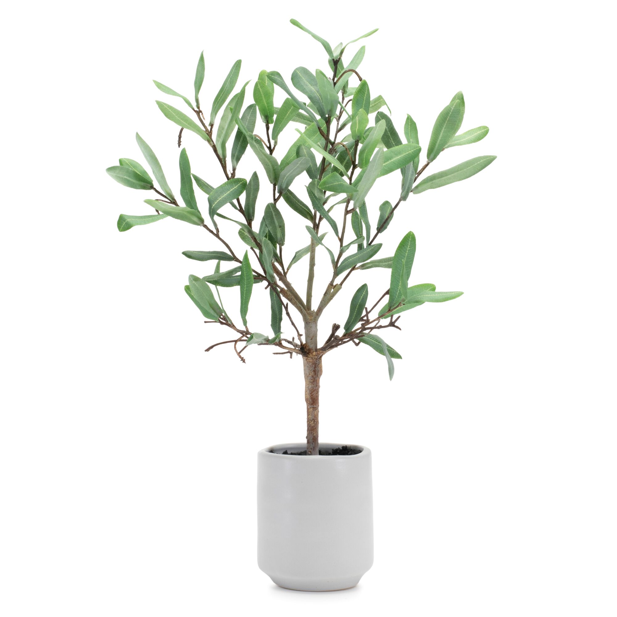 Potted Olive Leaf Topiary 17.5 inchesH, GREEN/BROWN, hi-res image number 0