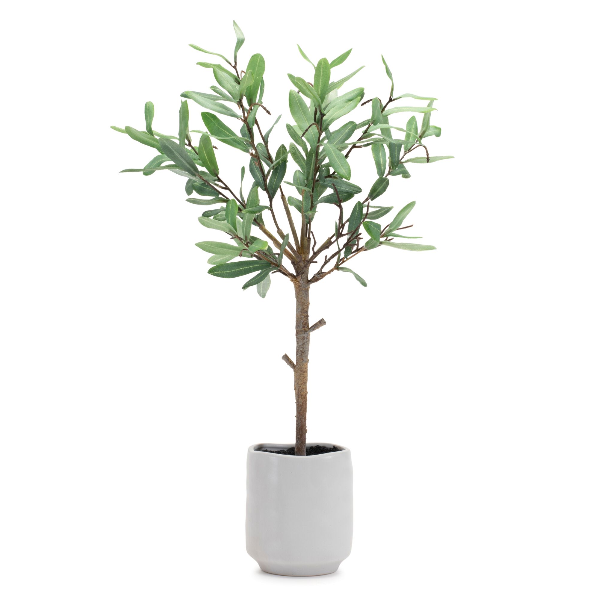 Potted Olive Leaf Topiary 21.5 inchesH, GREEN/BROWN, hi-res image number 0