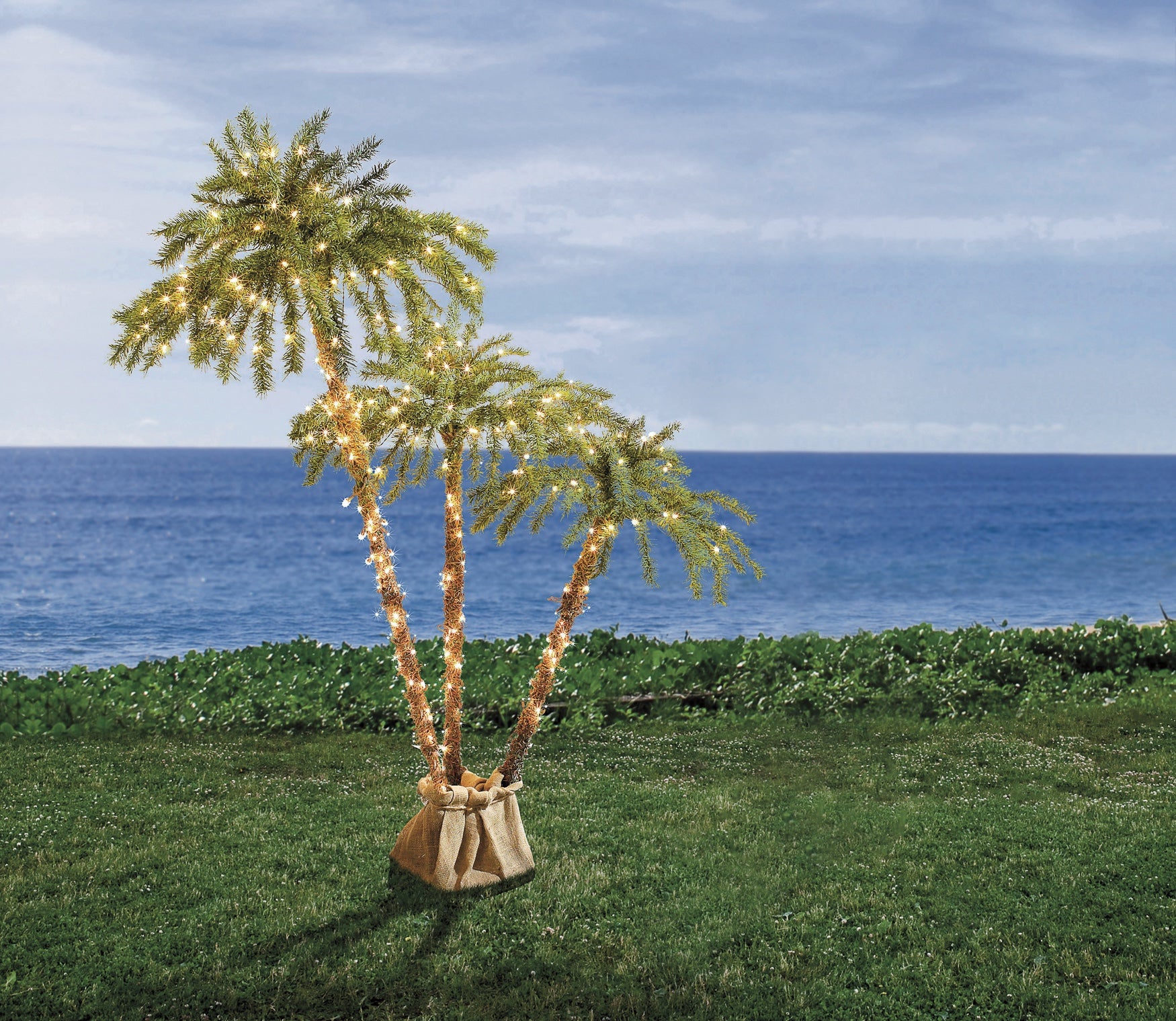Palm Tree Collection, 